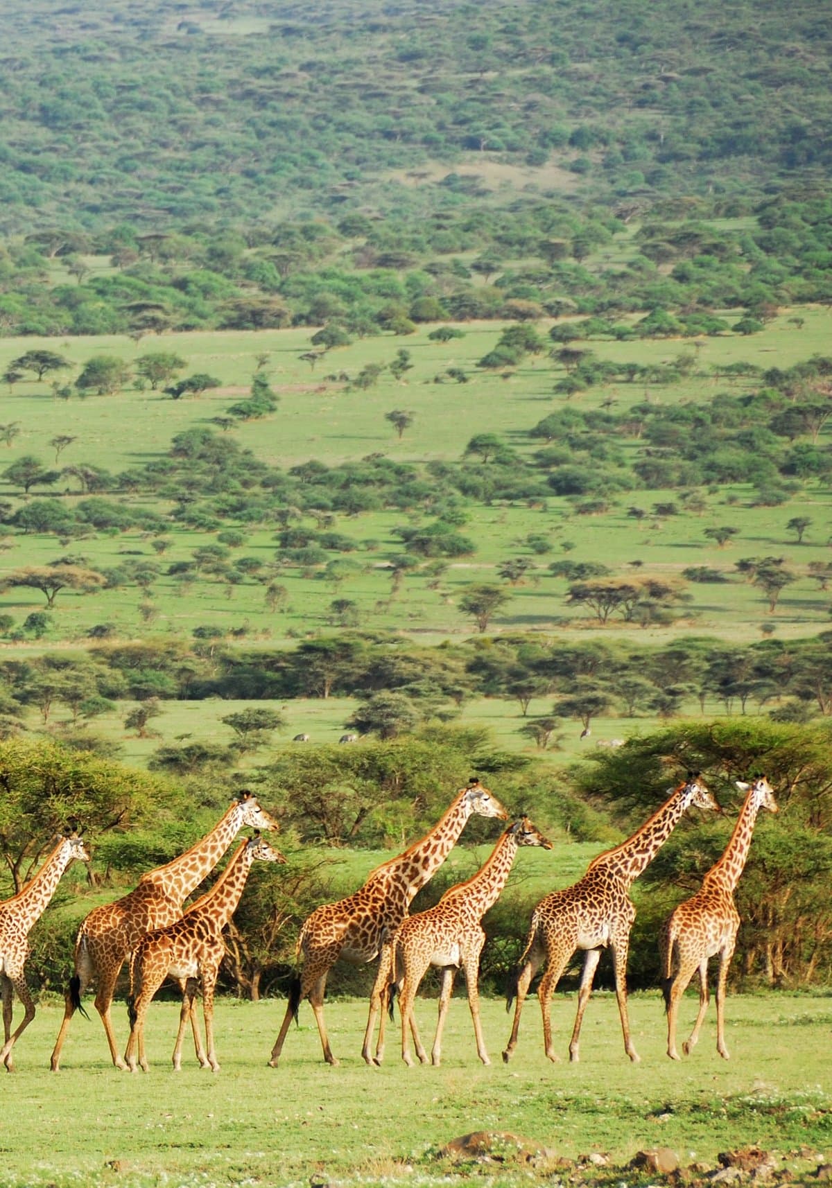 A herd of giraffes crossing the Ngorongoro Crater valley floor